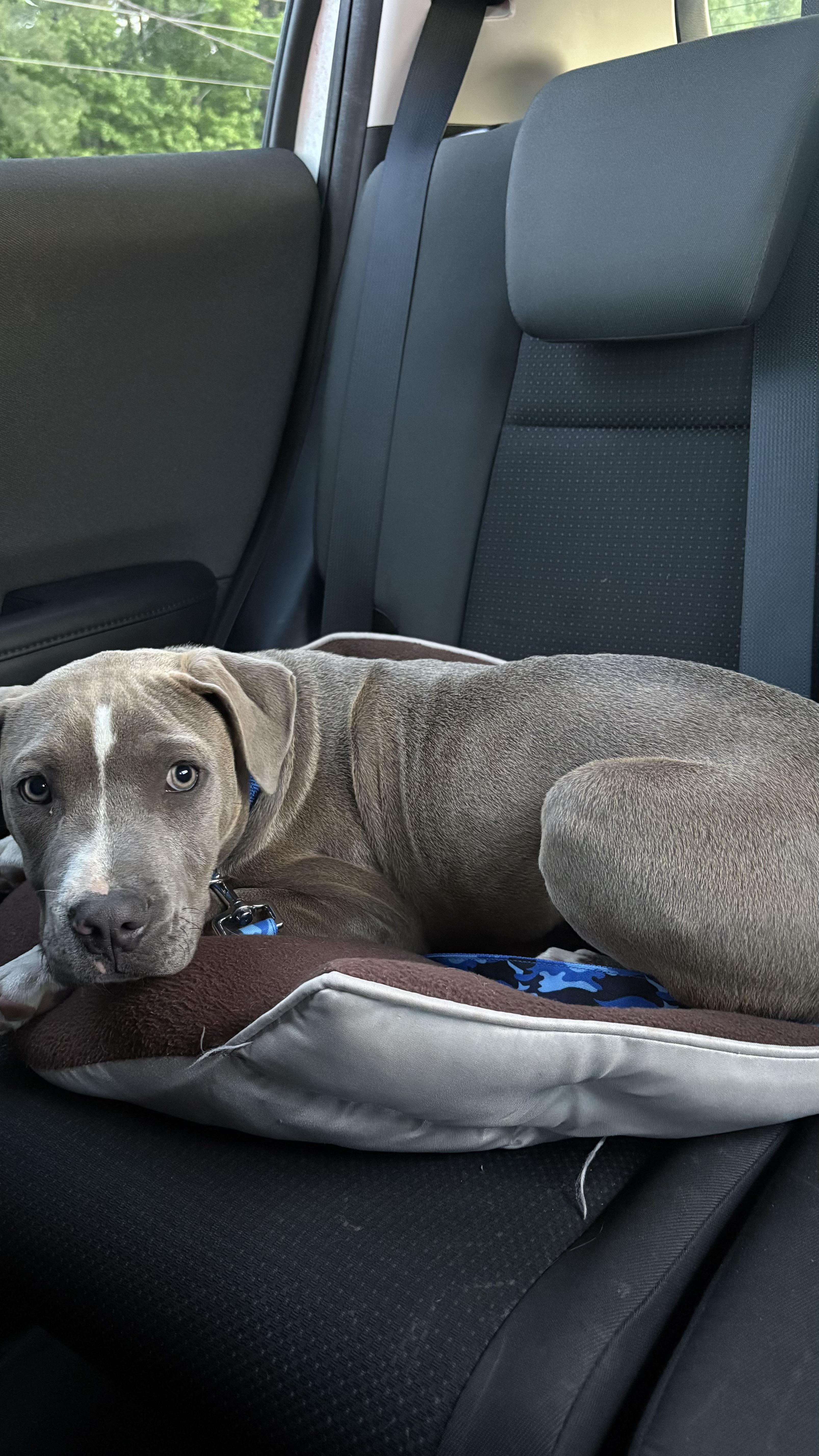Hopper, a Adoptable mixed breed in Ayden, NC image 6/6