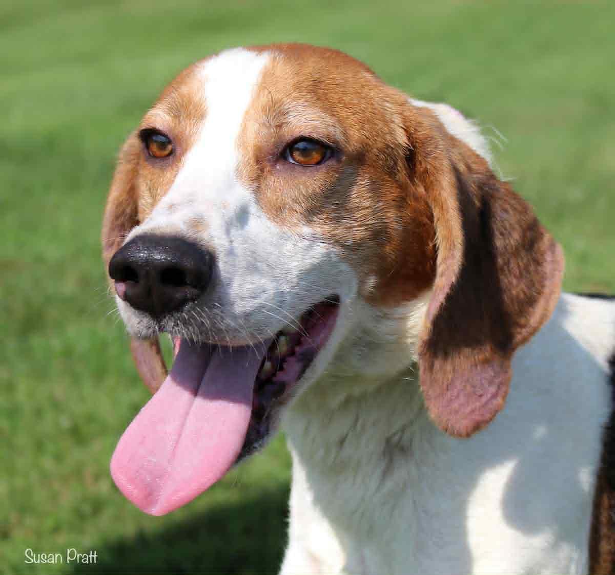 Oswald, Adoptable, Adult Male Treeing Walker Coonhound.