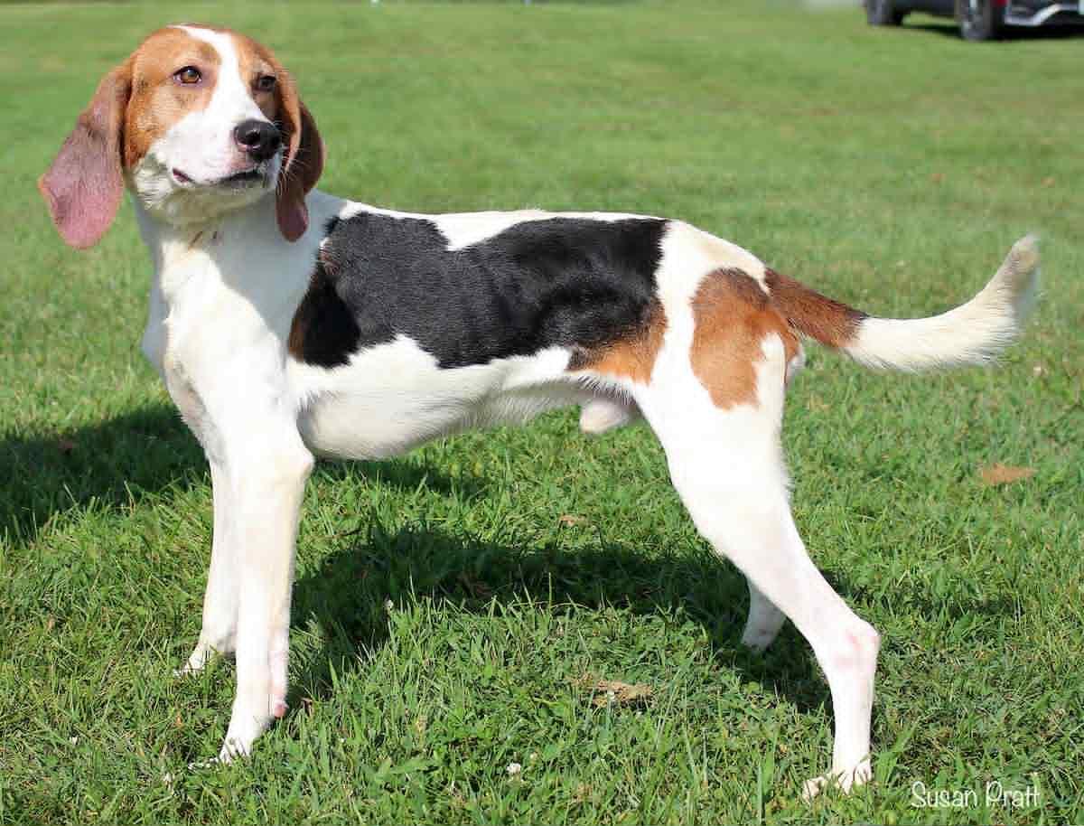 Oswald, Adoptable, Adult Male Treeing Walker Coonhound.