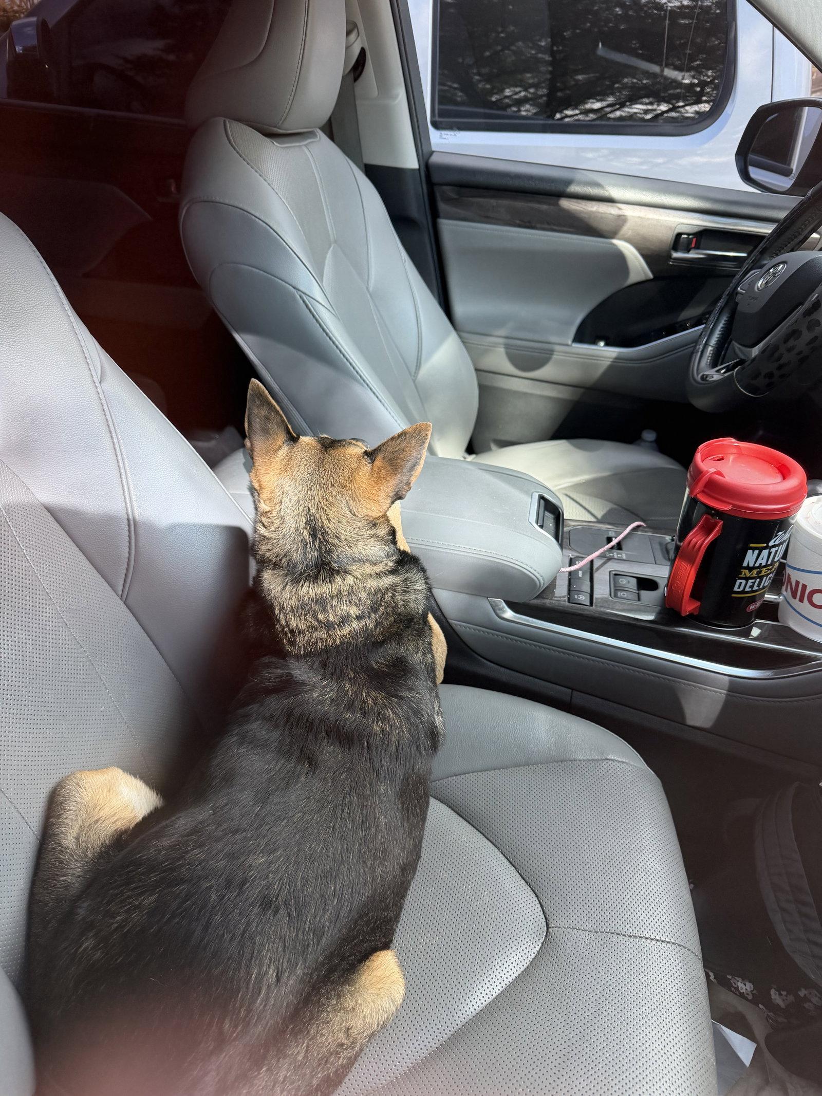 Paisley, Adoptable, Senior Female Chihuahua.