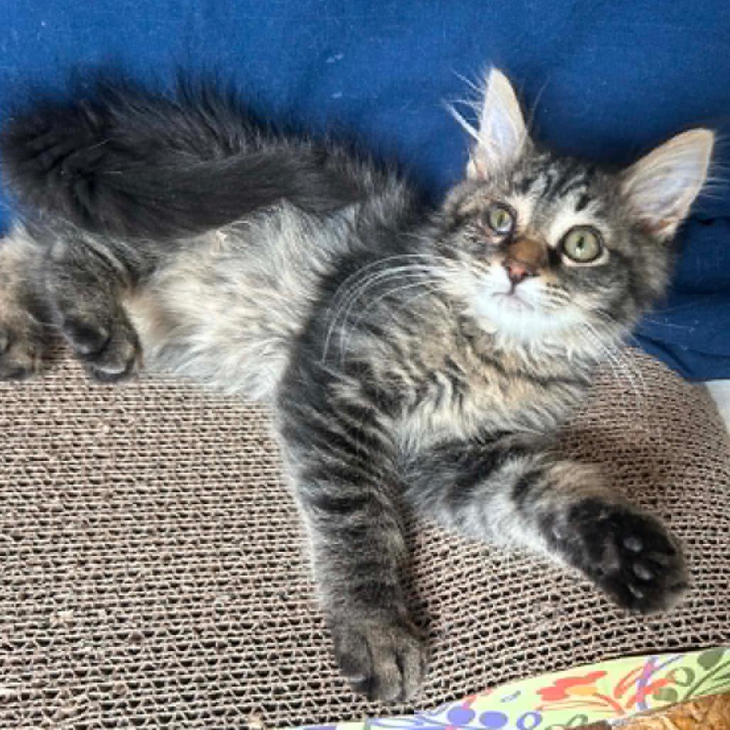 Enlarge Axolotl, a Adoptable Domestic Long Hair in Woodbury, NJ image 1/1