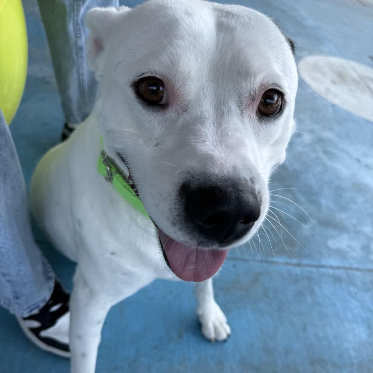 Enlarge Spike, a Adopted mixed breed in Springfield, MO image 2/6