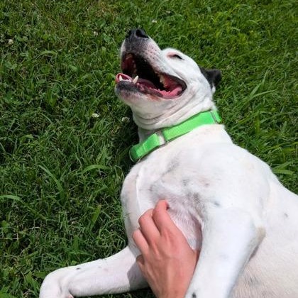 Enlarge Spike, a Adopted mixed breed in Springfield, MO image 5/6