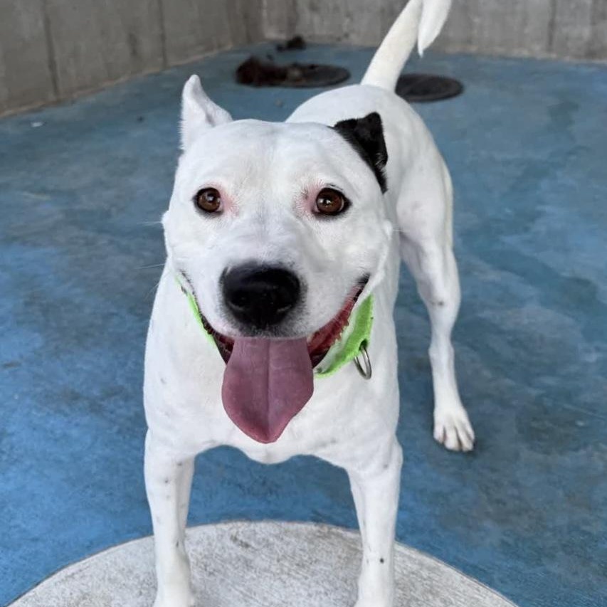 Spike, Adopted, Adult Male Terrier & Labrador Retriever.