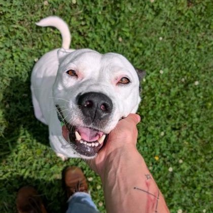 Enlarge Spike, a Adopted mixed breed in Springfield, MO image 4/6