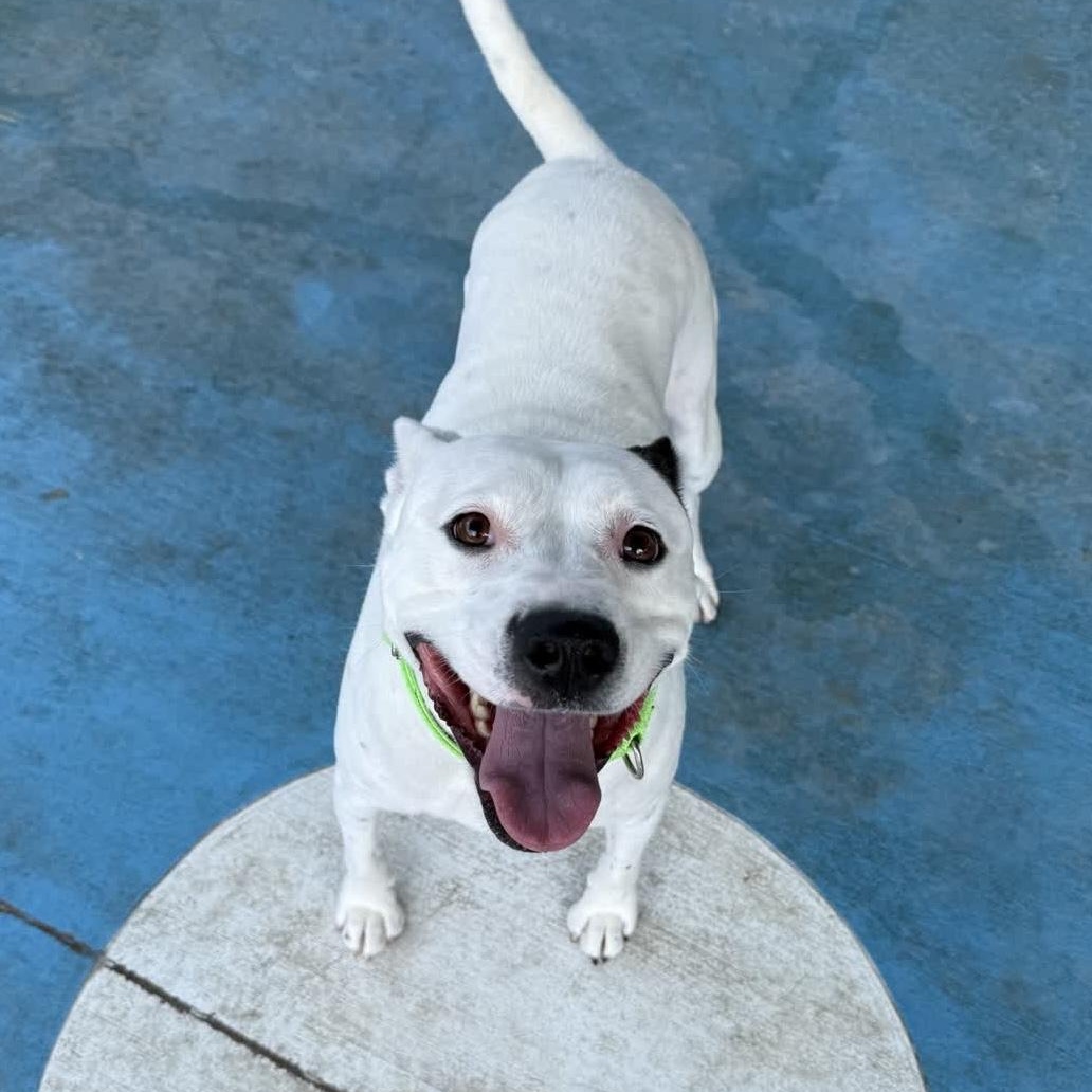 Enlarge Spike, a Adopted mixed breed in Springfield, MO image 6/6