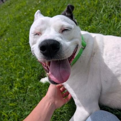 Enlarge Spike, a Adopted mixed breed in Springfield, MO image 3/6