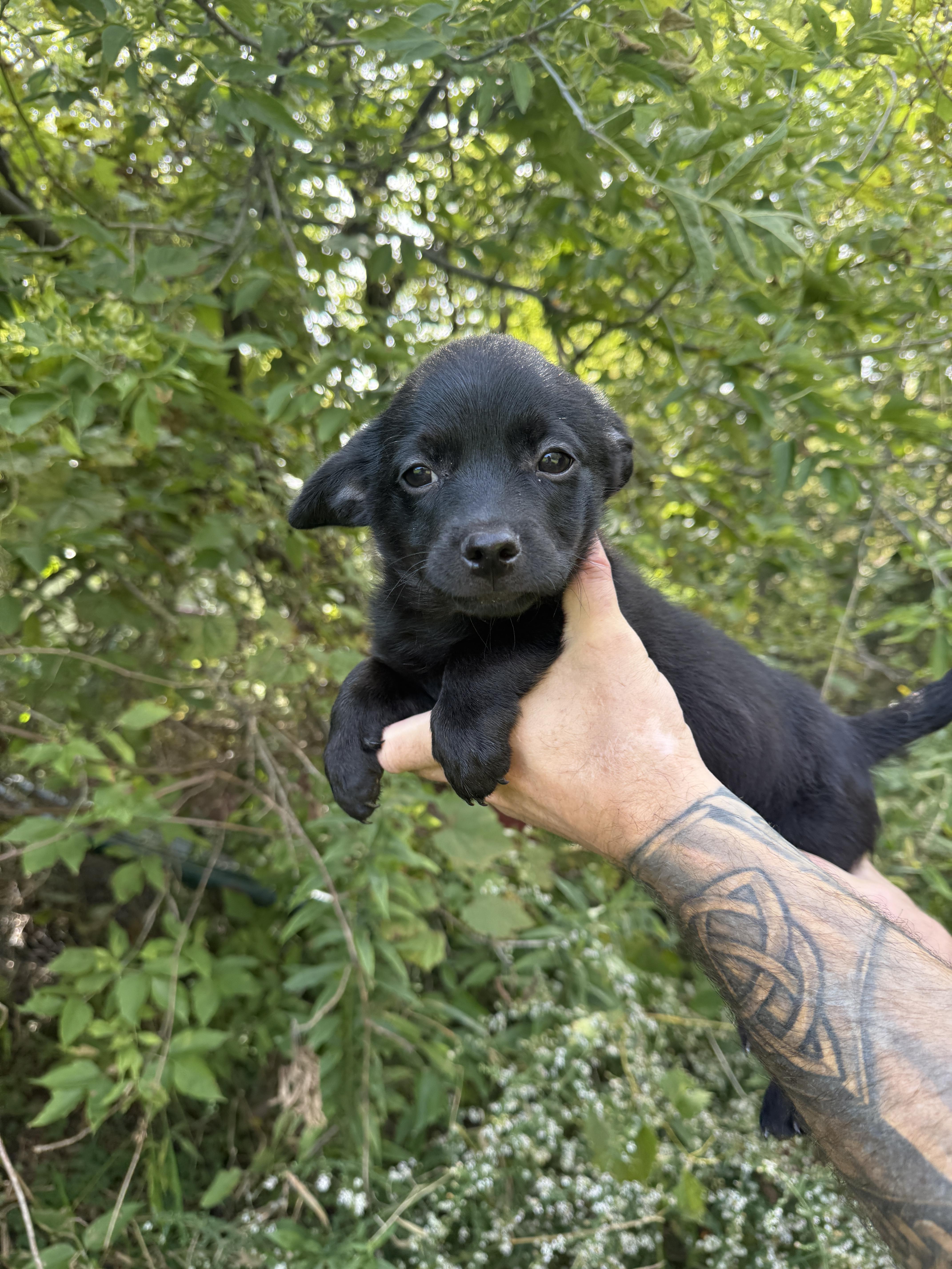 Enlarge Batman, a Adoptable mixed breed in Hustisford , WI image 2/2