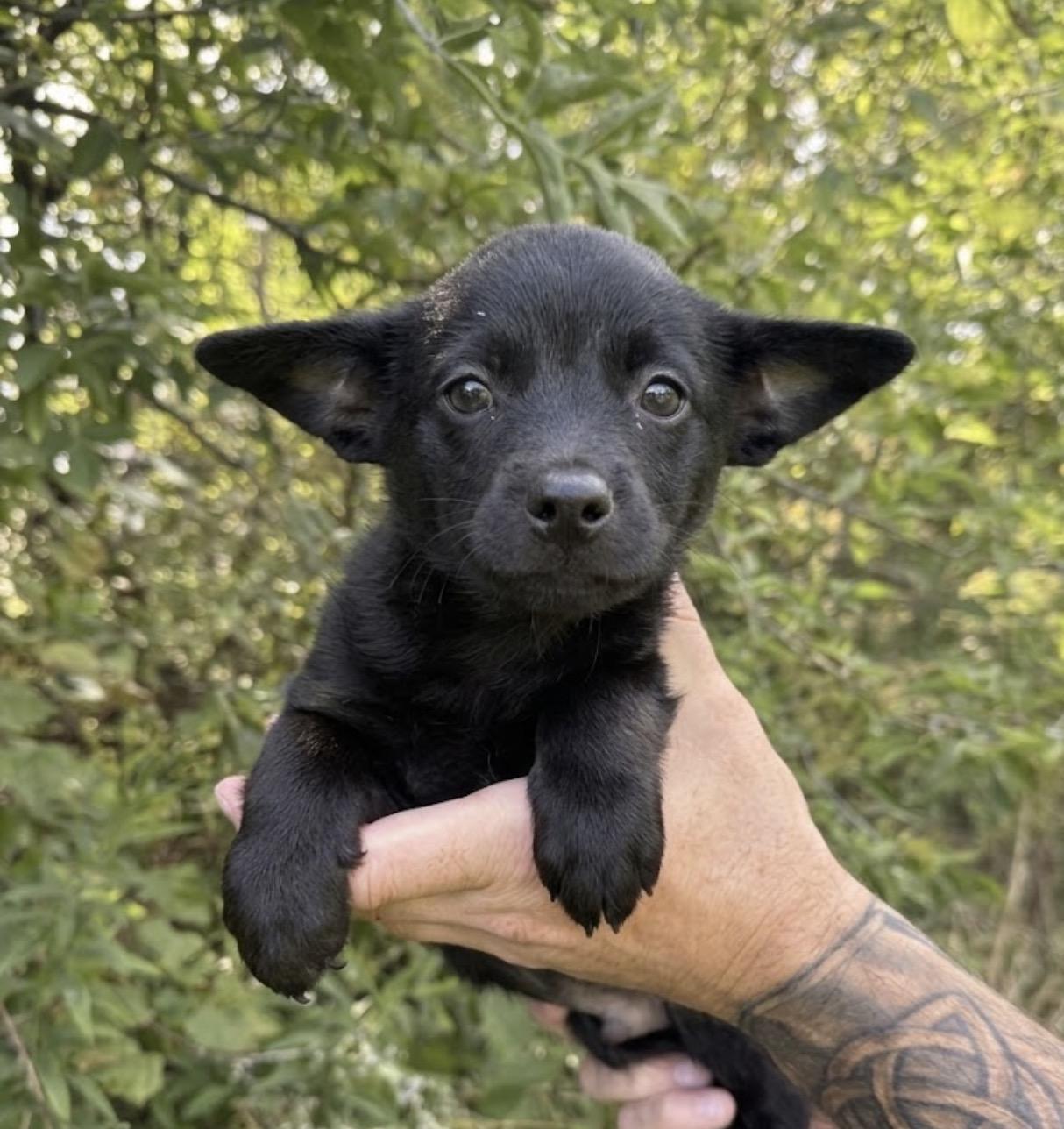 Batman, Adoptable, Puppy Male Corgi & Chihuahua.