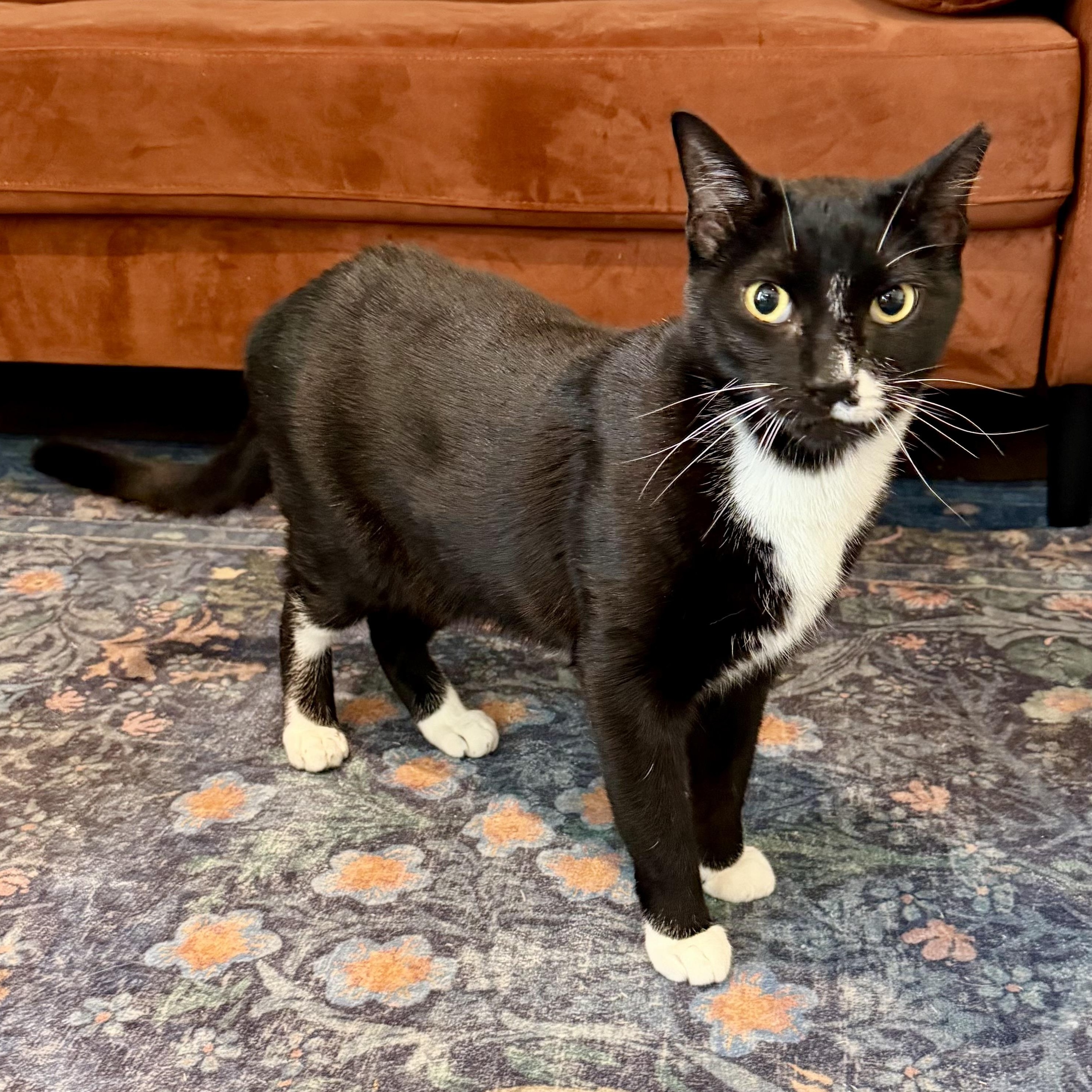 Moby, ADOPTABLE, Young Male Domestic Short Hair.