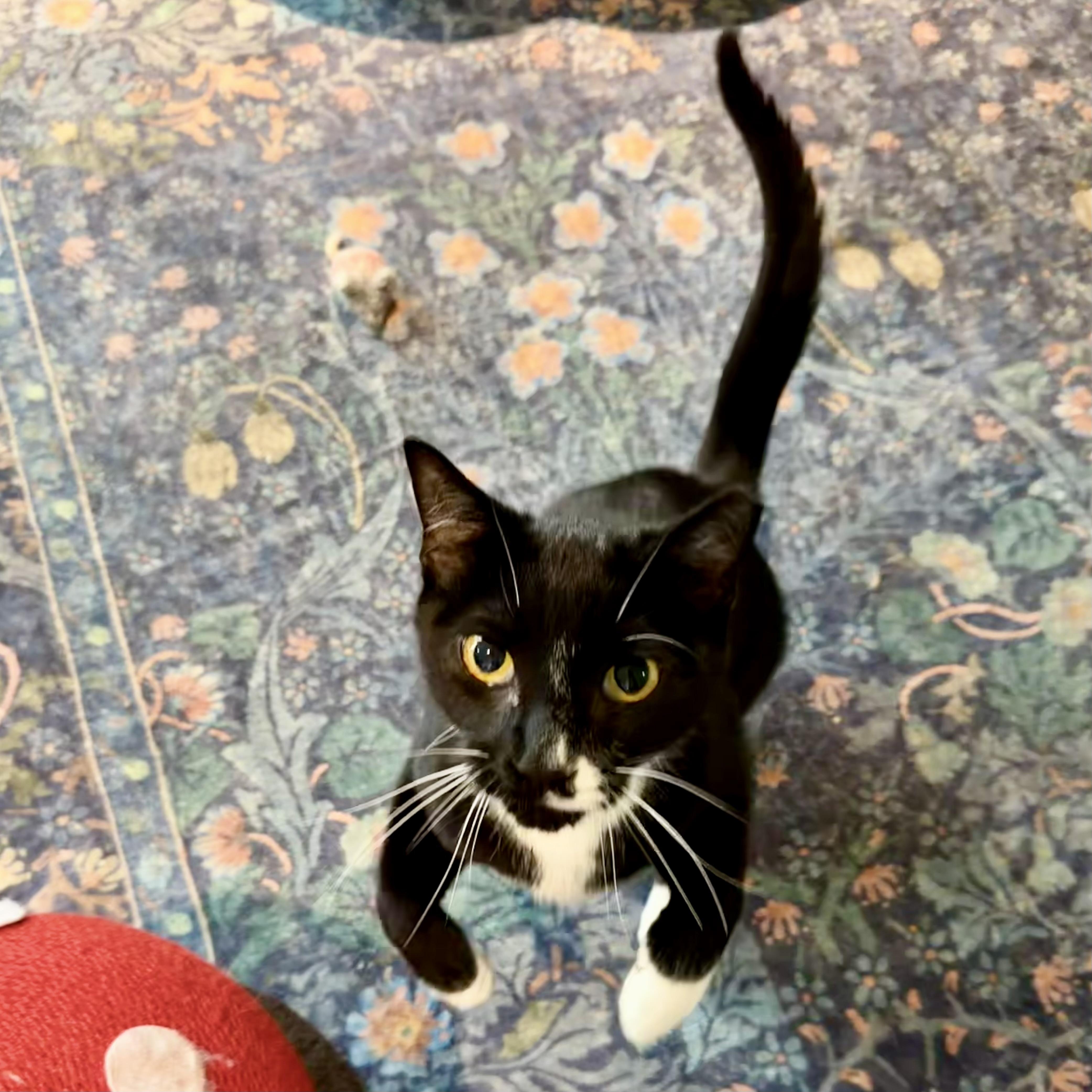 Enlarge Moby, a ADOPTABLE Domestic Short Hair in Richmond, VA image 3/3
