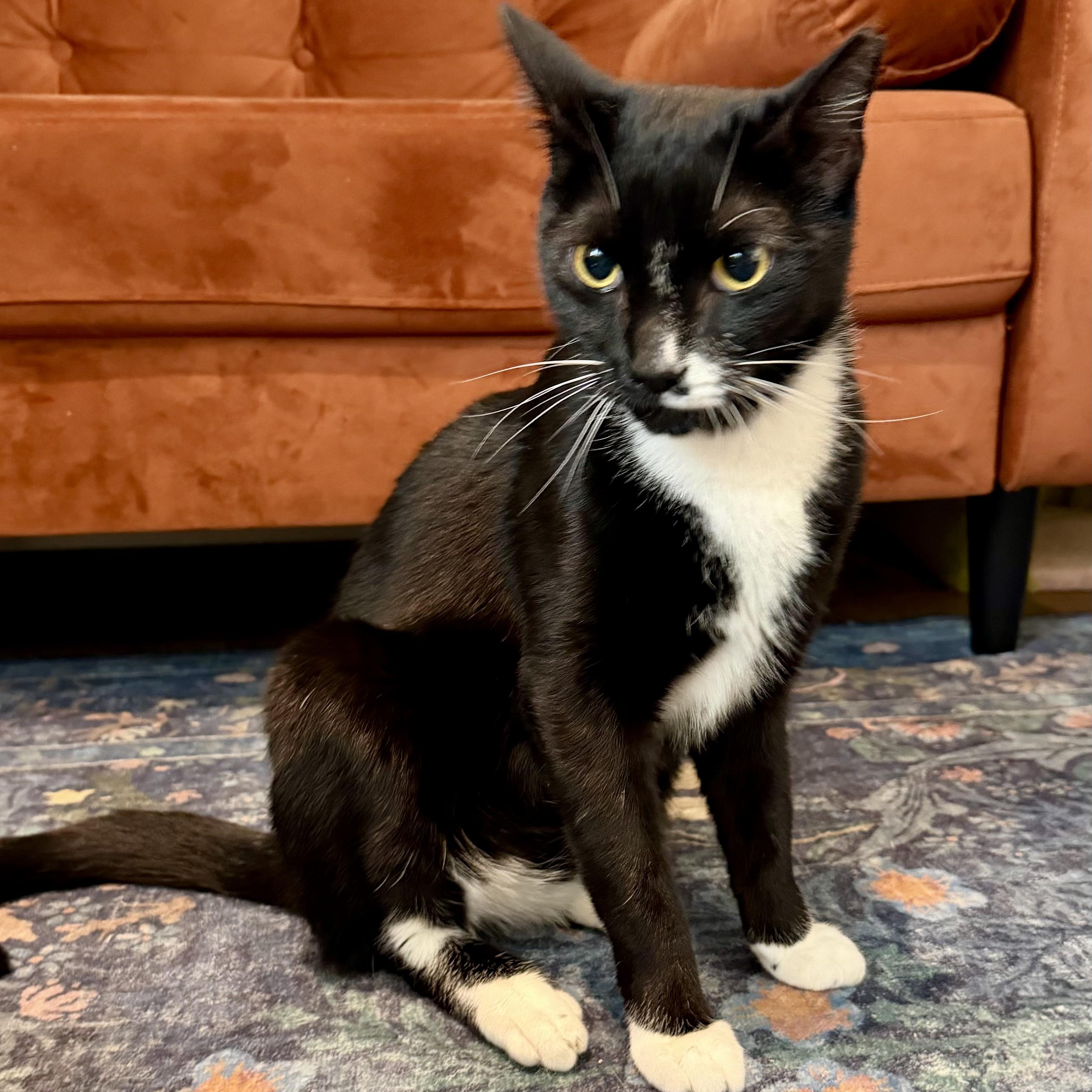 Enlarge Moby, a ADOPTABLE Domestic Short Hair in Richmond, VA image 2/3