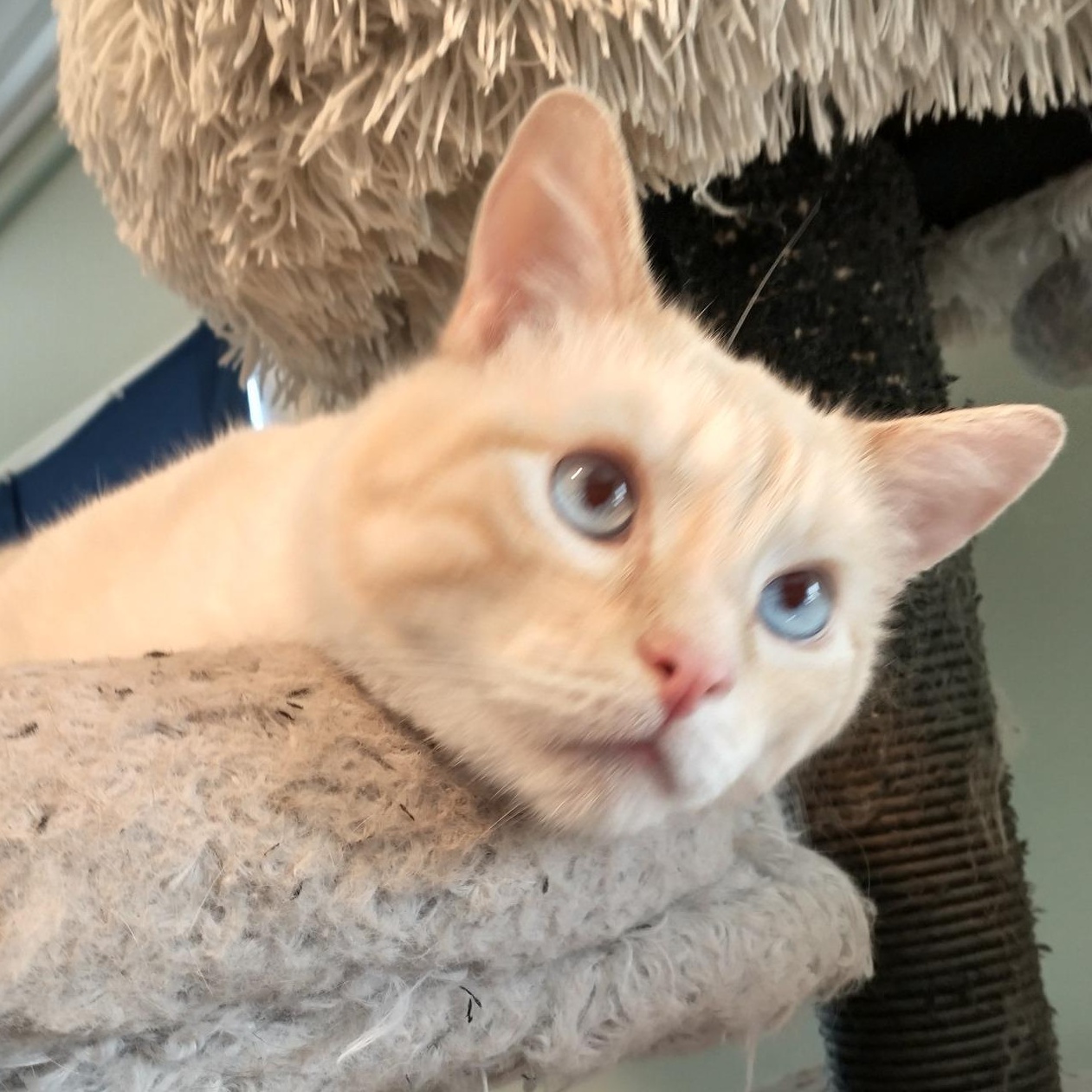 Enlarge SNOWBALL, a Adopted mixed breed in Wolcott, VT image 1/2