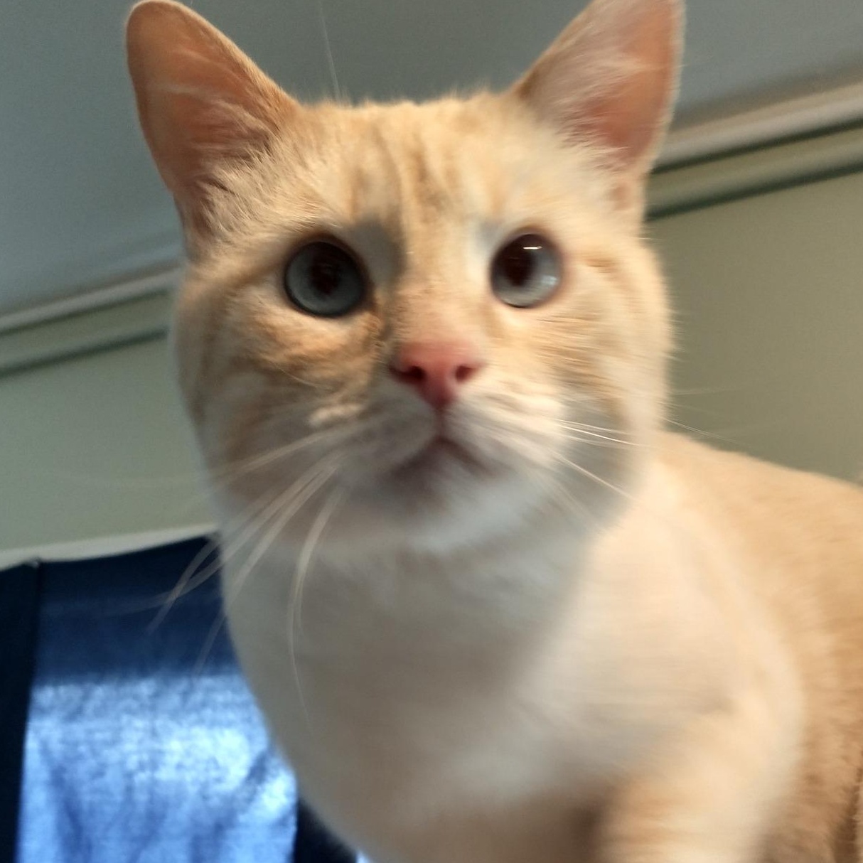 Enlarge SNOWBALL, a Adopted mixed breed in Wolcott, VT image 2/2