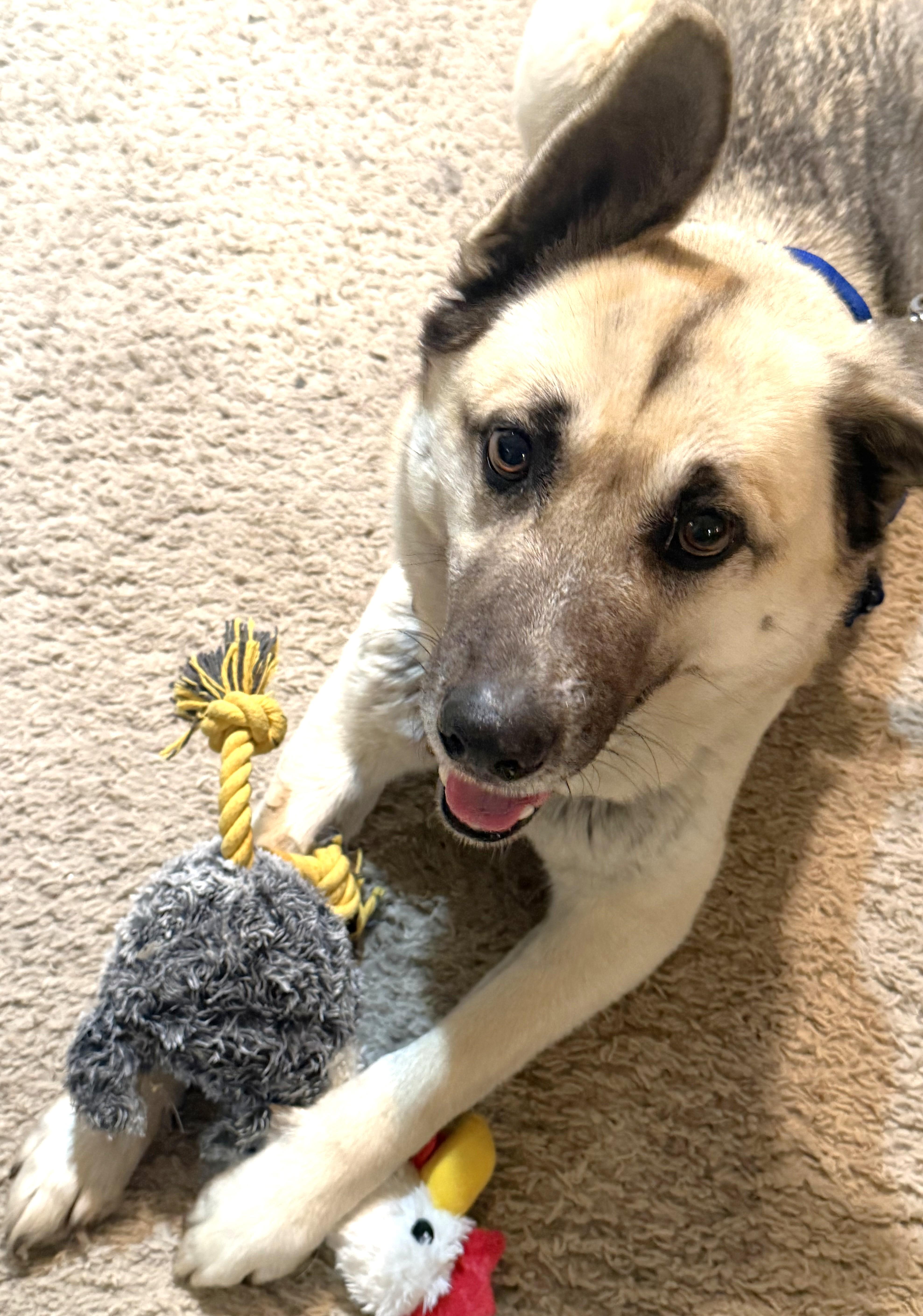 Sir Tripp, an adoptable mixed breed in Palatine, IL image 4/5