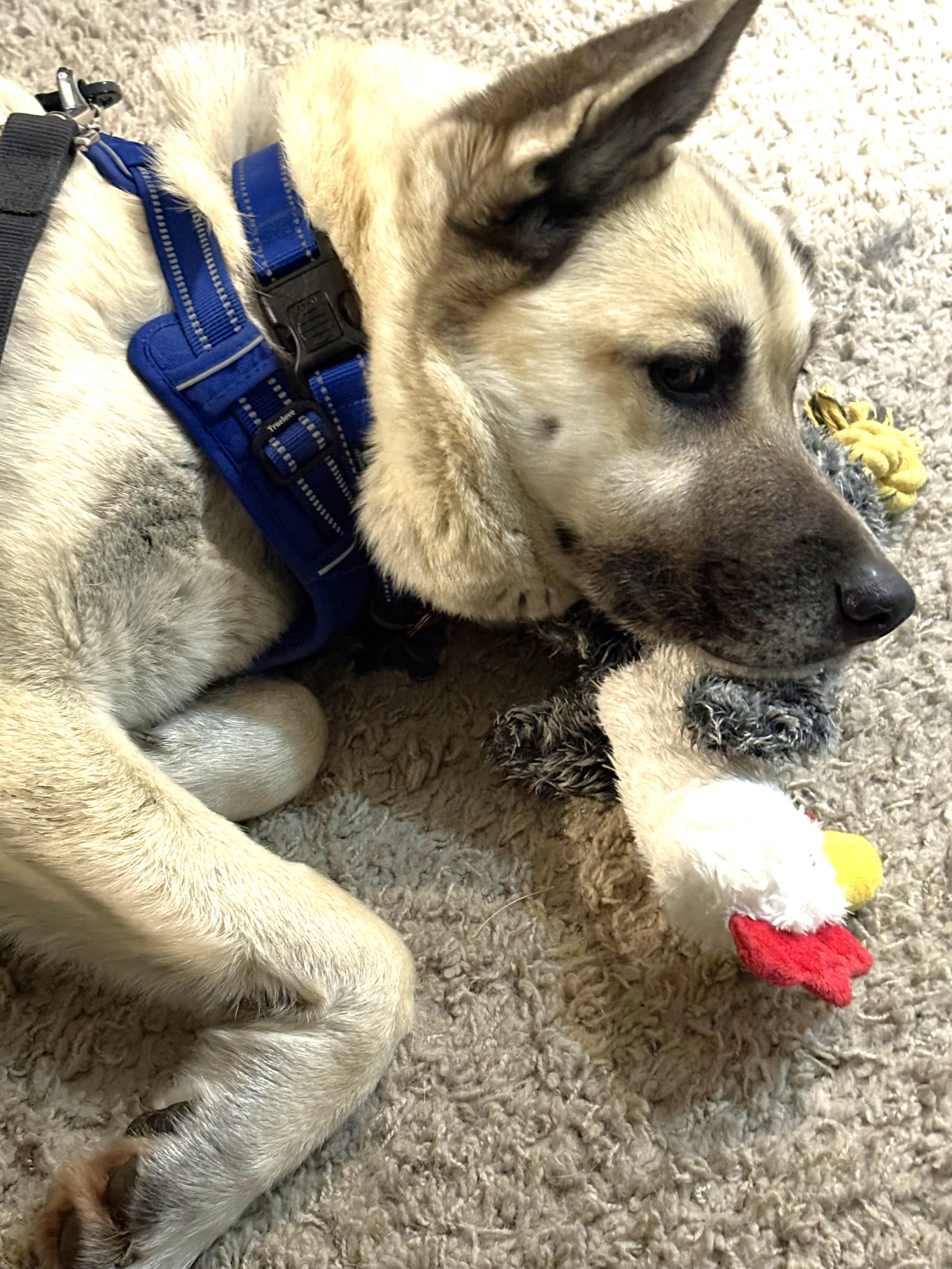 Sir Tripp, an adoptable mixed breed in Palatine, IL image 3/5