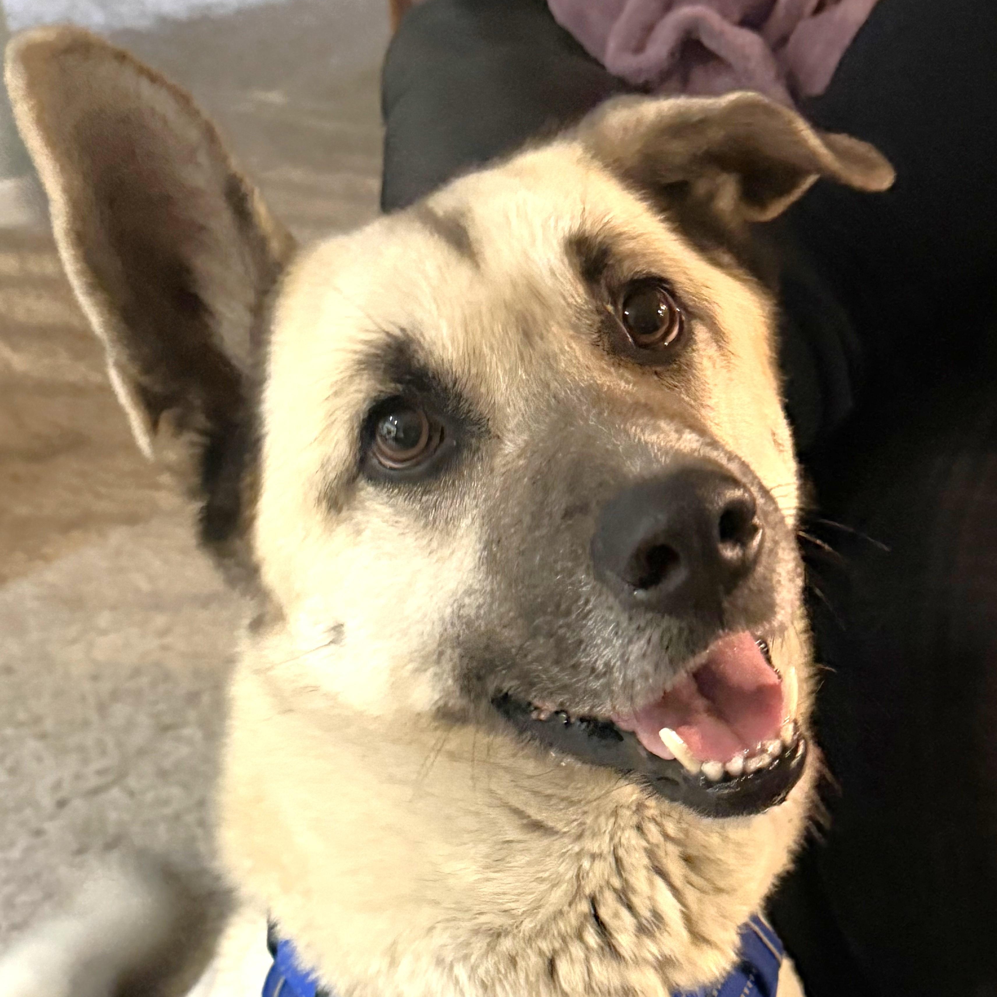 Sir Tripp, adoptable, Adult Male German Shepherd Dog & Mixed Breed.