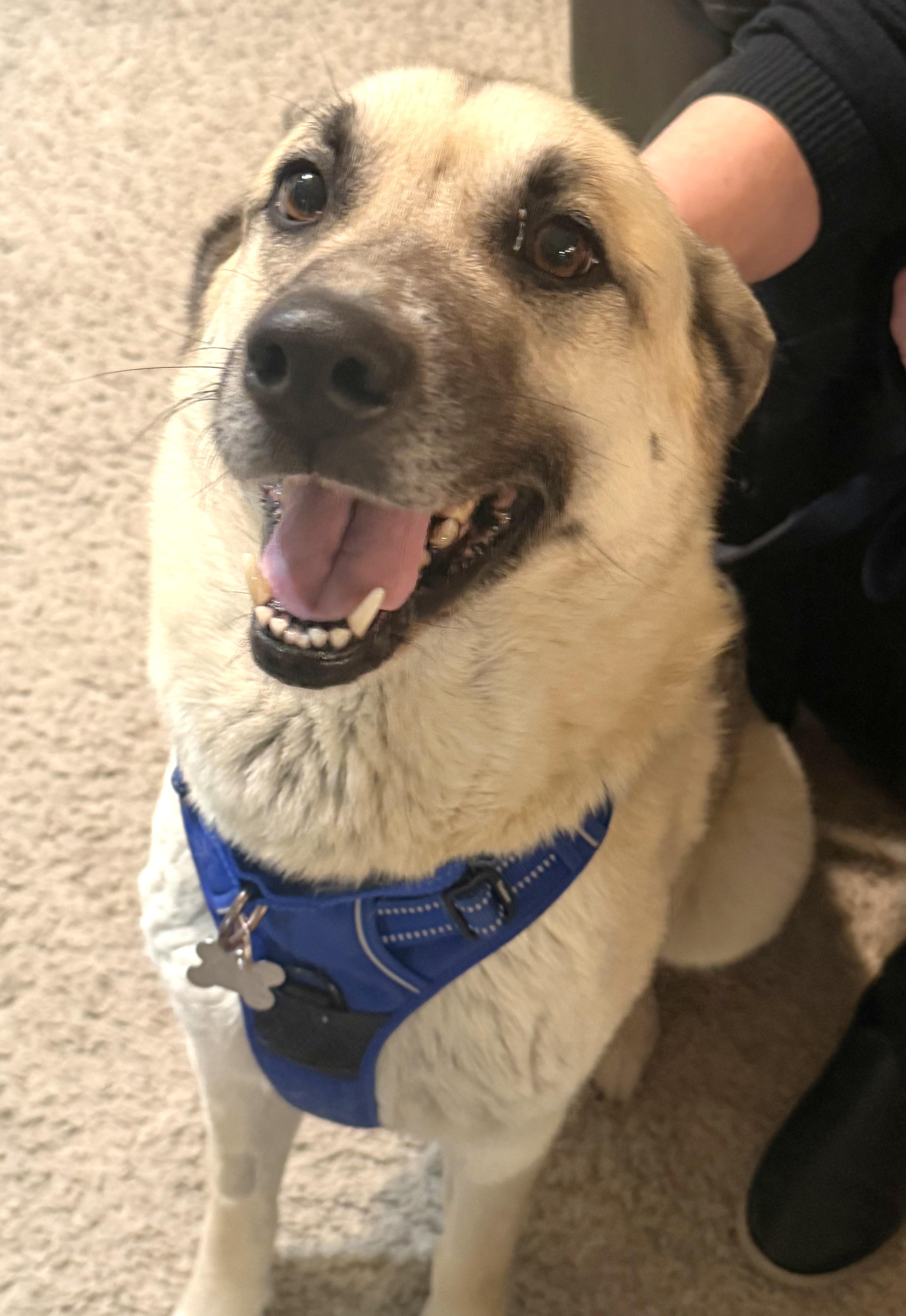 Sir Tripp, an adoptable mixed breed in Palatine, IL image 2/5