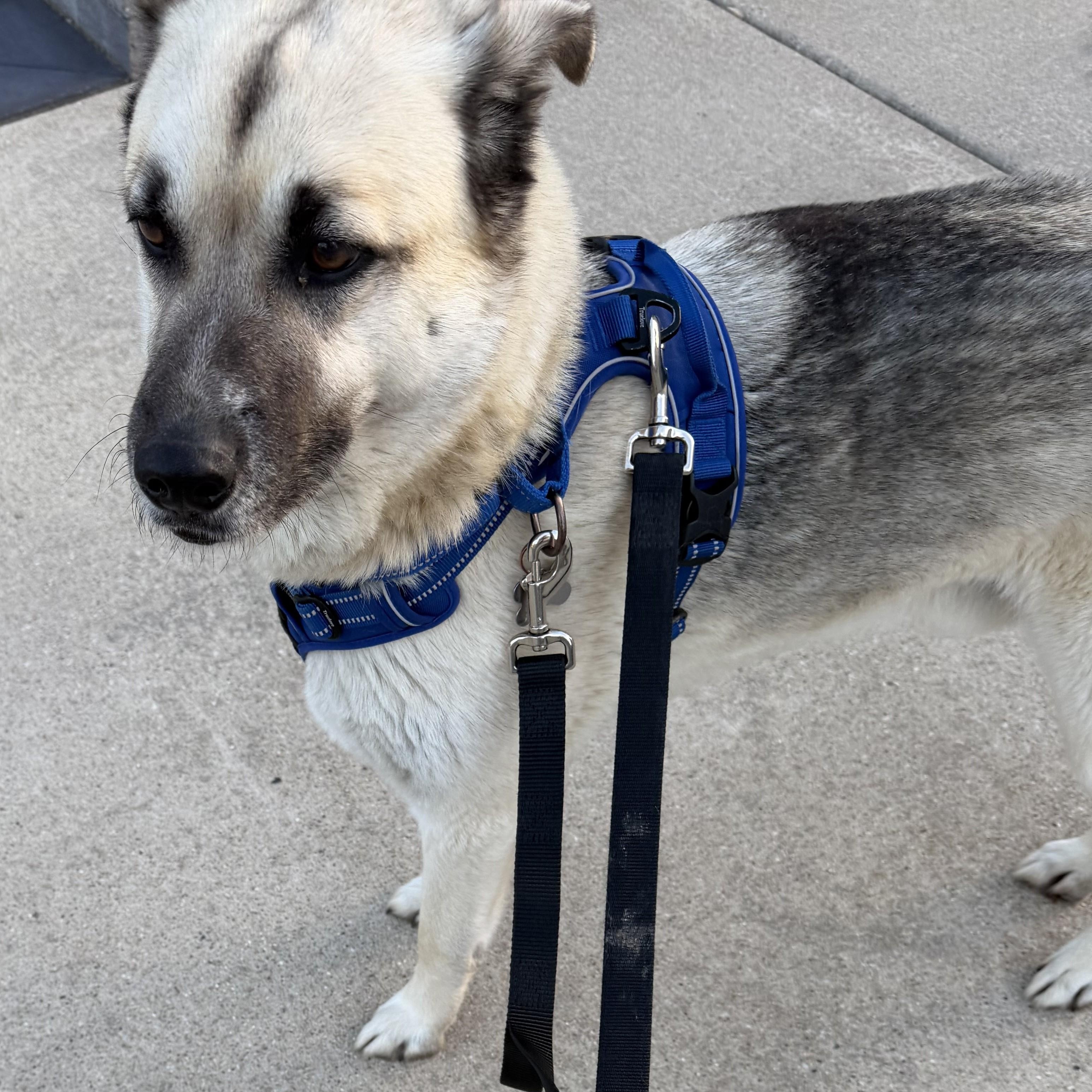 Sir Tripp, an adoptable mixed breed in Palatine, IL image 5/5