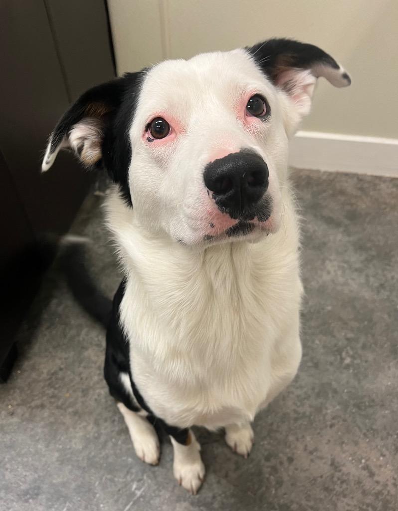 Noodles, Adoptable, Adult Male Border Collie & Mixed Breed.