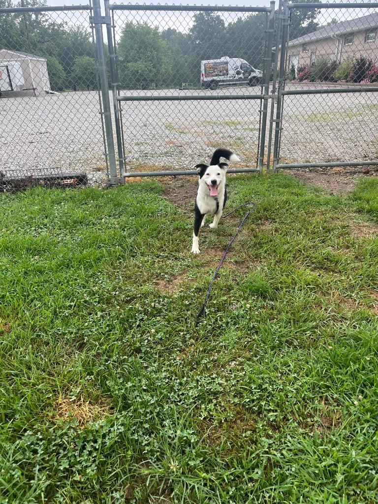 Noodles, Adoptable, Adult Male Border Collie & Mixed Breed.