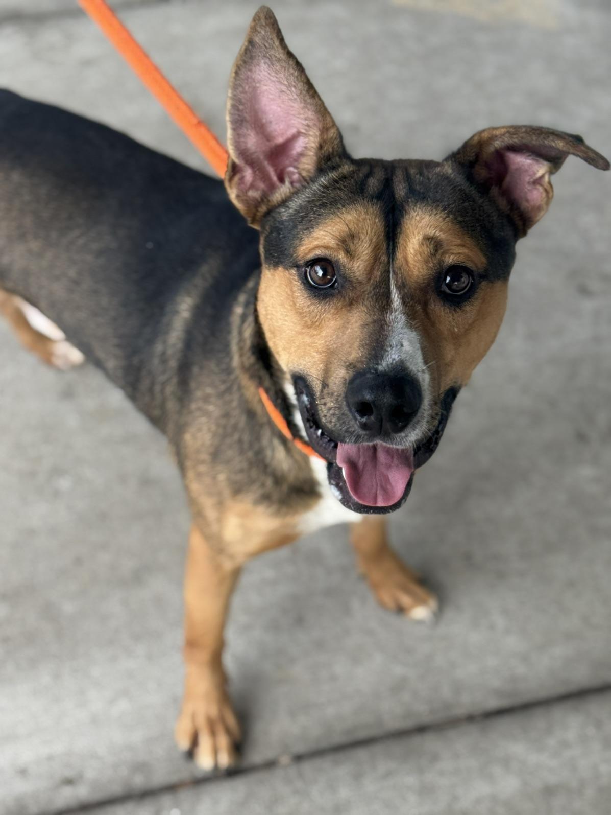 Enlarge Mango, a Adoptable mixed breed in Benton Harbor, MI image 2/5