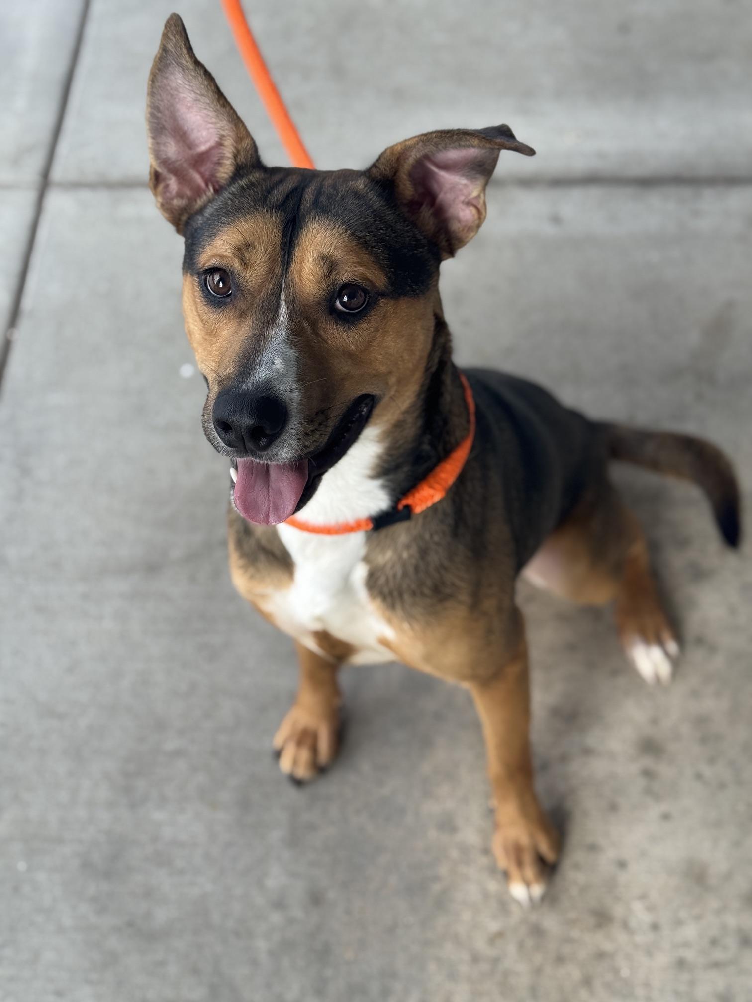 Mango, Adoptable, Adult Male Shepherd.