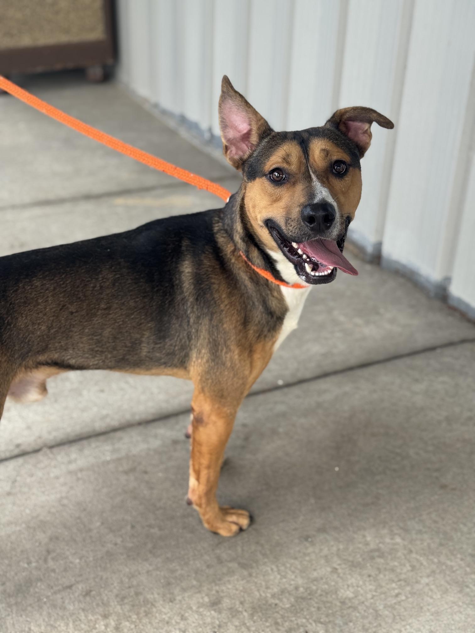 Enlarge Mango, a Adoptable mixed breed in Benton Harbor, MI image 5/5