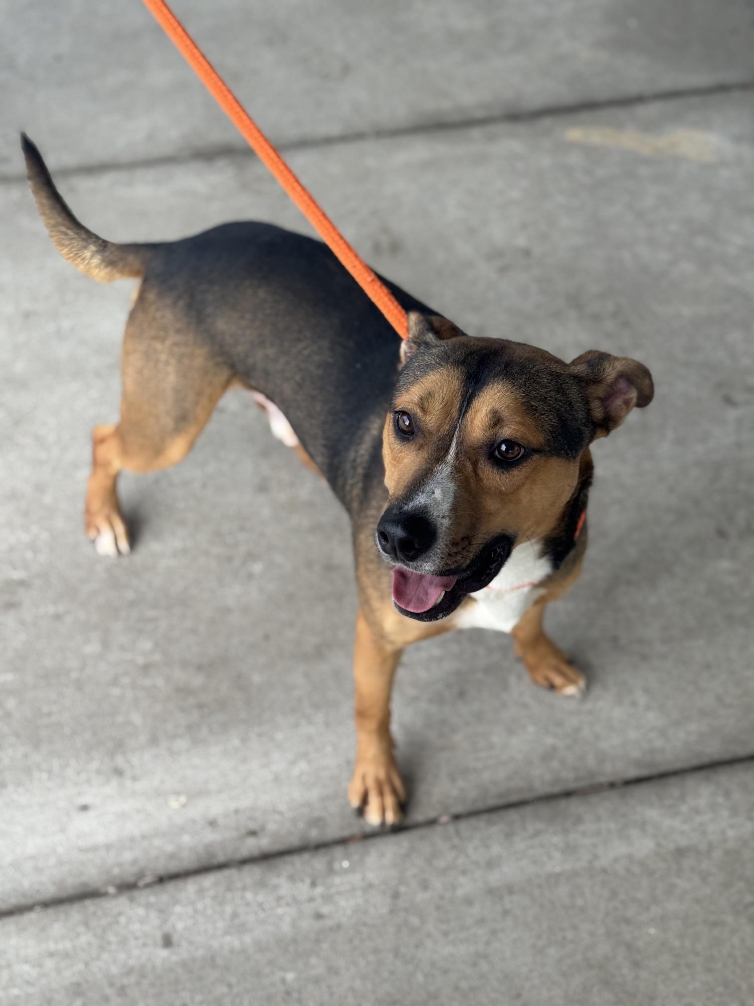 Enlarge Mango, a Adoptable mixed breed in Benton Harbor, MI image 3/5