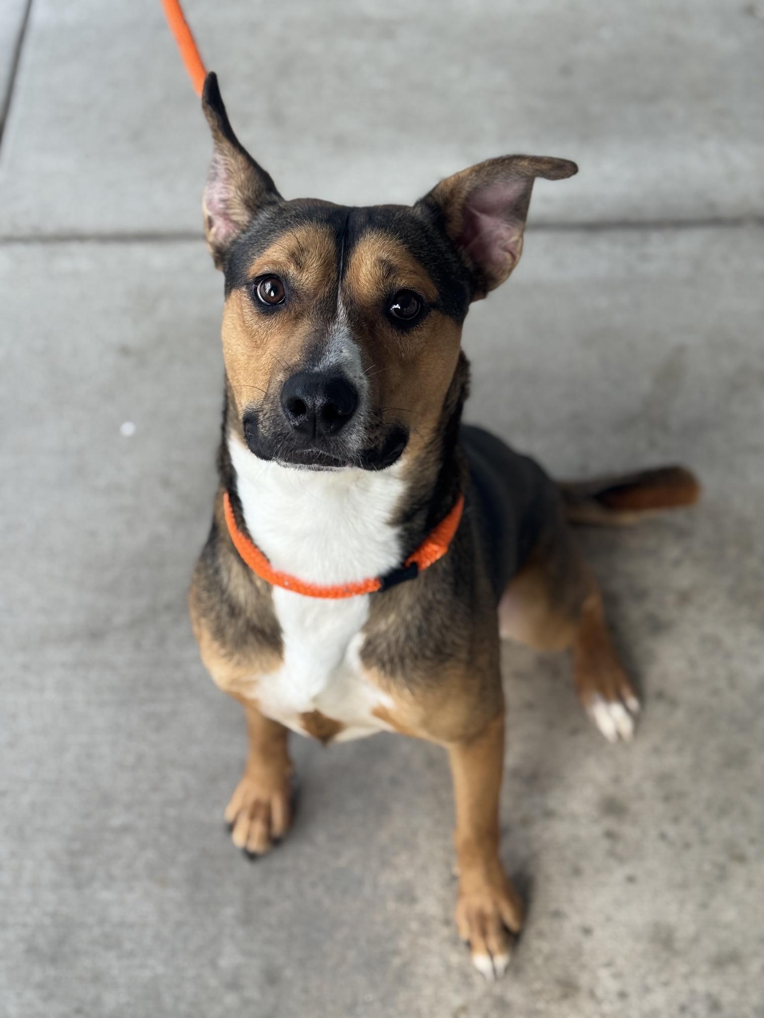Enlarge Mango, a Adoptable mixed breed in Benton Harbor, MI image 4/5