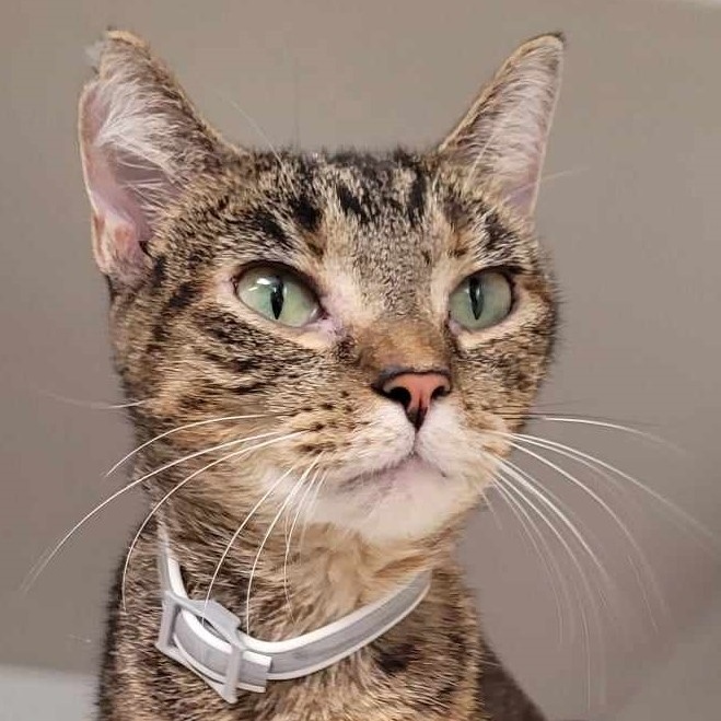 Sissy — thumbnail 2