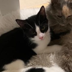 Perlot, a Adoptable Tuxedo in Montreal, QC image 3/6