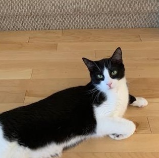 Perlot, a Adoptable Tuxedo in Montreal, QC image 4/6