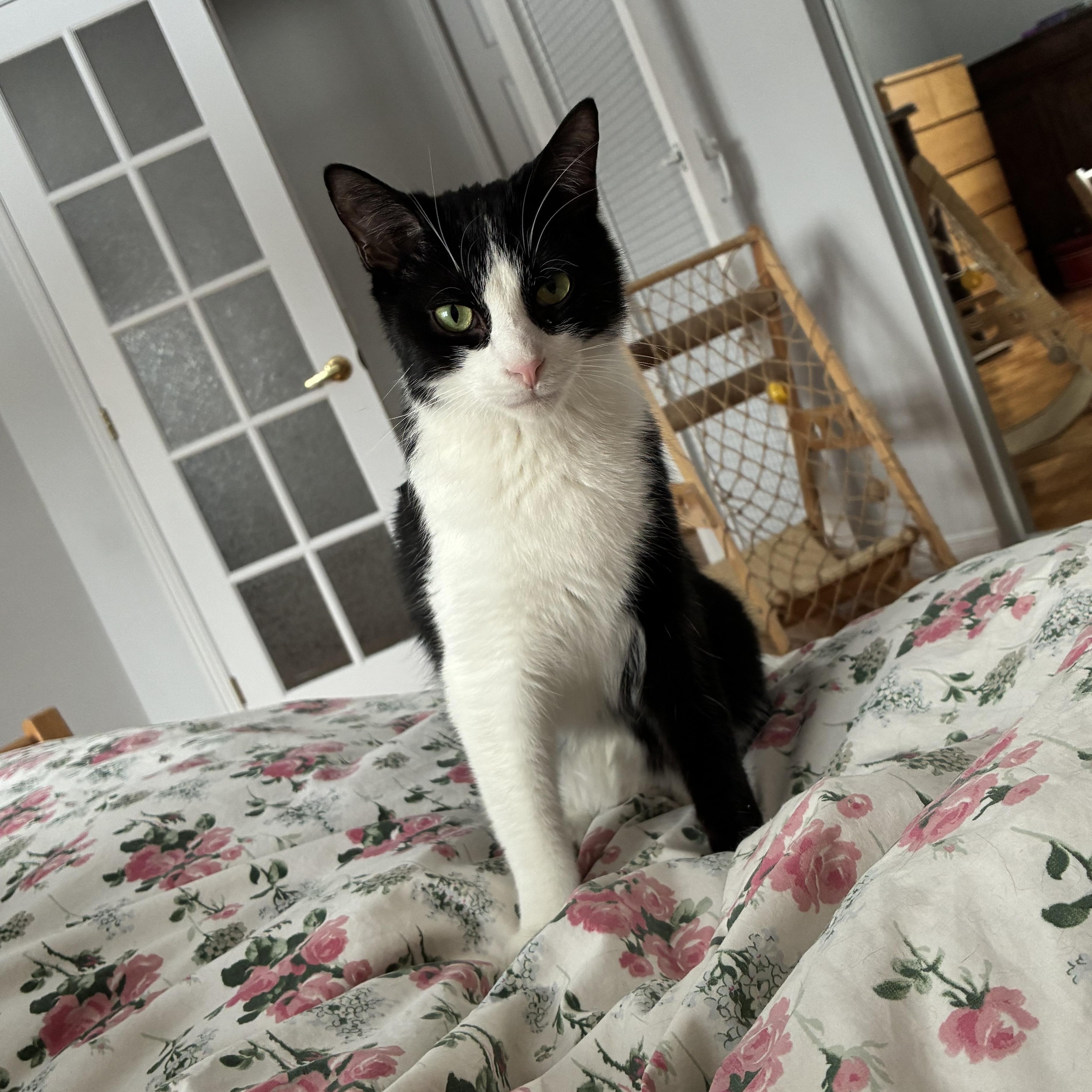 Perlot, Adoptable, Adult Male Tuxedo.
