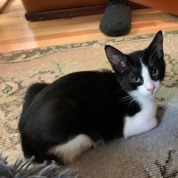 Perlot, a Adoptable Tuxedo in Montreal, QC image 5/6