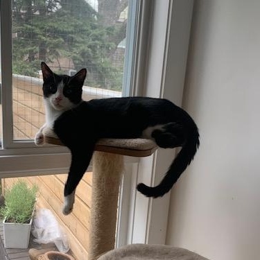 Perlot, a Adoptable Tuxedo in Montreal, QC image 2/6