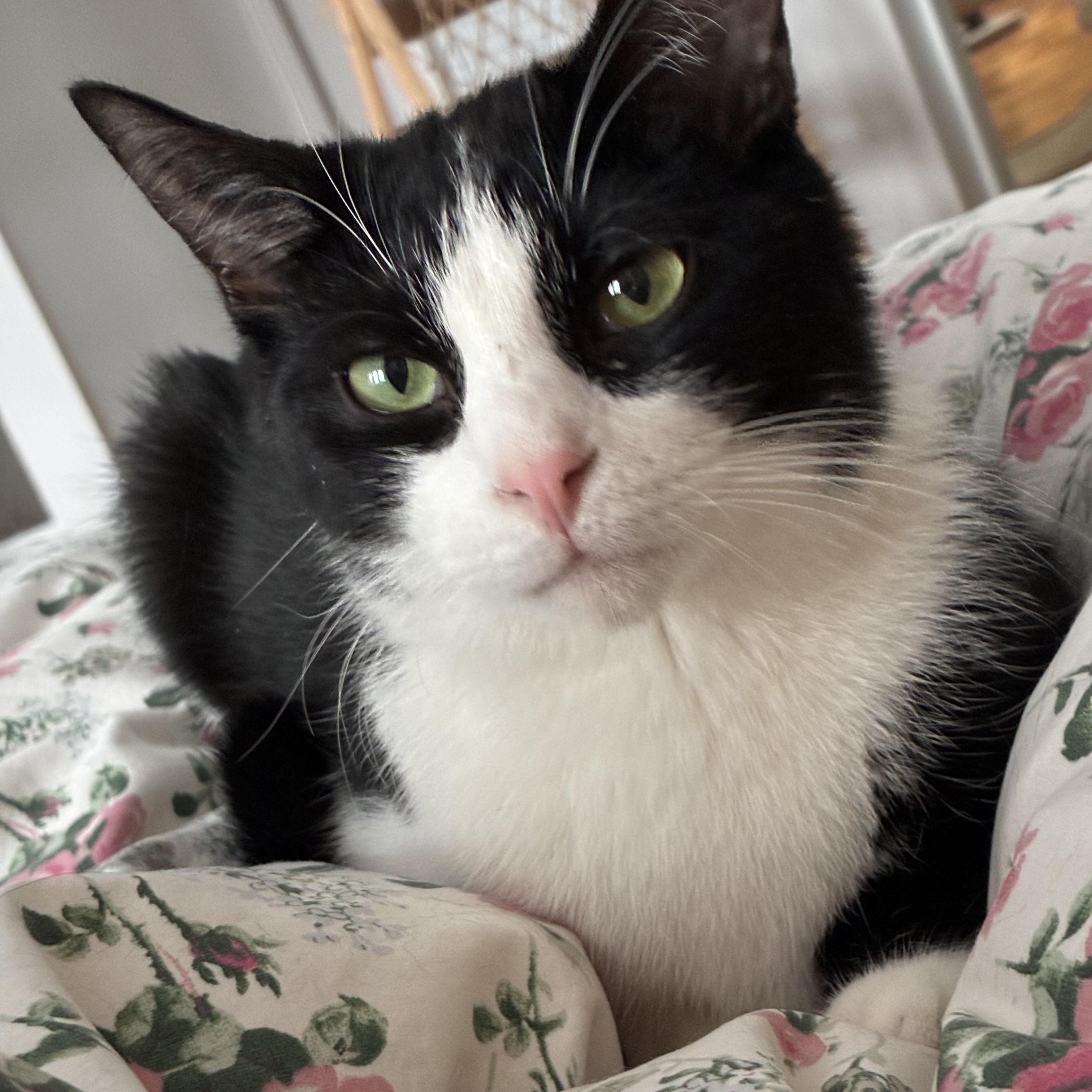 Enlarge Perlot, a Adoptable Tuxedo in Montreal, QC image 2/6