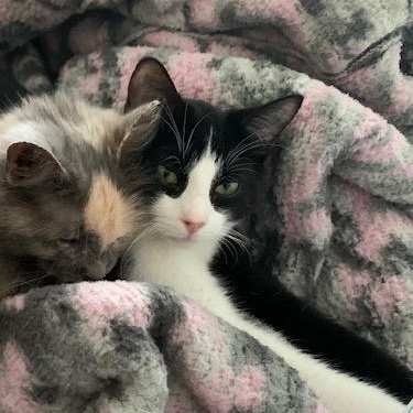 Perlot, a Adoptable Tuxedo in Montreal, QC image 1/6