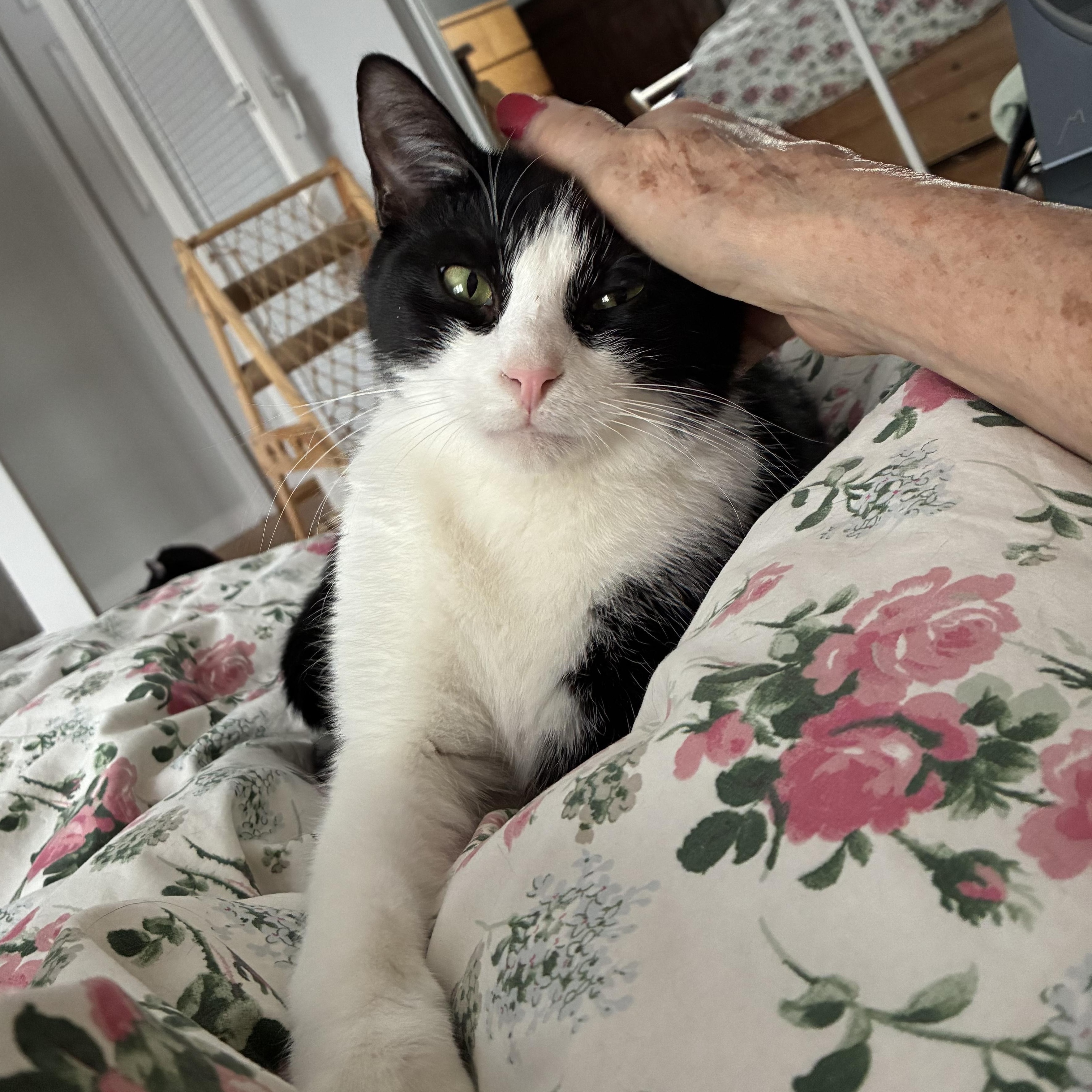 Enlarge Perlot, a Adoptable Tuxedo in Montreal, QC image 3/6