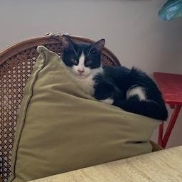 Perlot, a Adoptable Tuxedo in Montreal, QC image 6/6