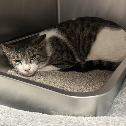 Enlarge 26-410, a Adoptable Domestic Short Hair in Los Banos, CA image 1/1