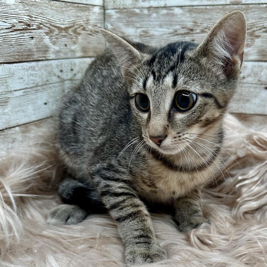 Joey, Adoptable, Kitten Male Domestic Short Hair.