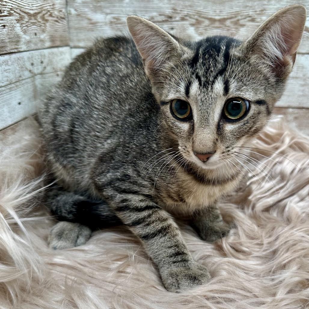 Enlarge Joey, a Adoptable Domestic Short Hair in Lexington, KY image 2/5