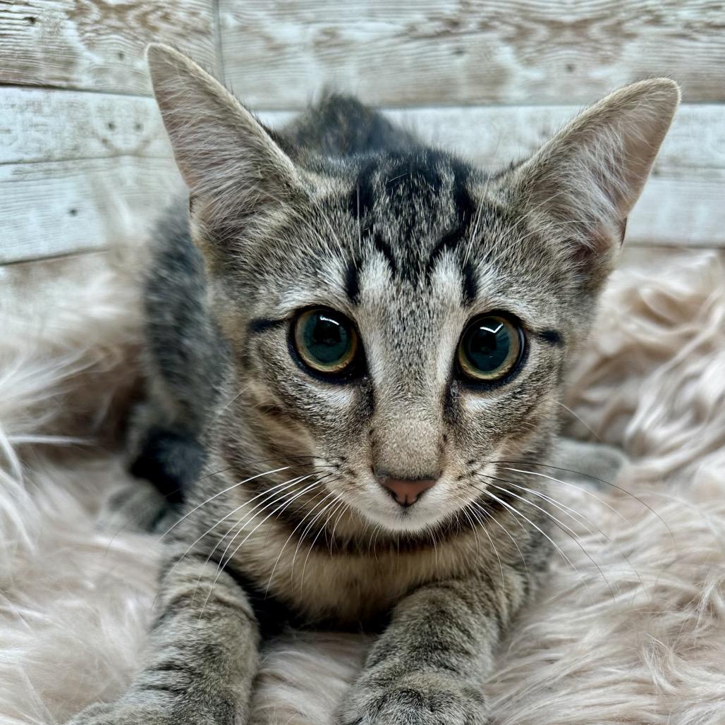 Enlarge Joey, a Adoptable Domestic Short Hair in Lexington, KY image 3/5