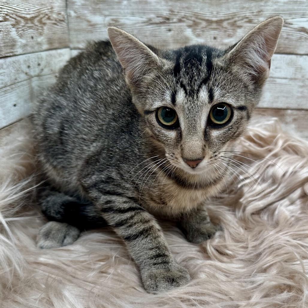 Enlarge Joey, a Adoptable Domestic Short Hair in Lexington, KY image 4/5