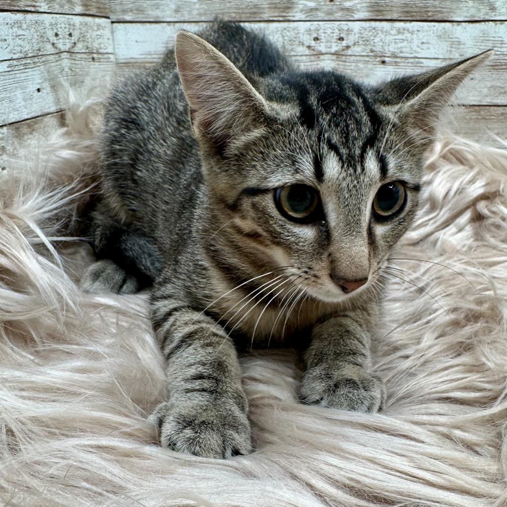 Enlarge Joey, a Adoptable Domestic Short Hair in Lexington, KY image 5/5