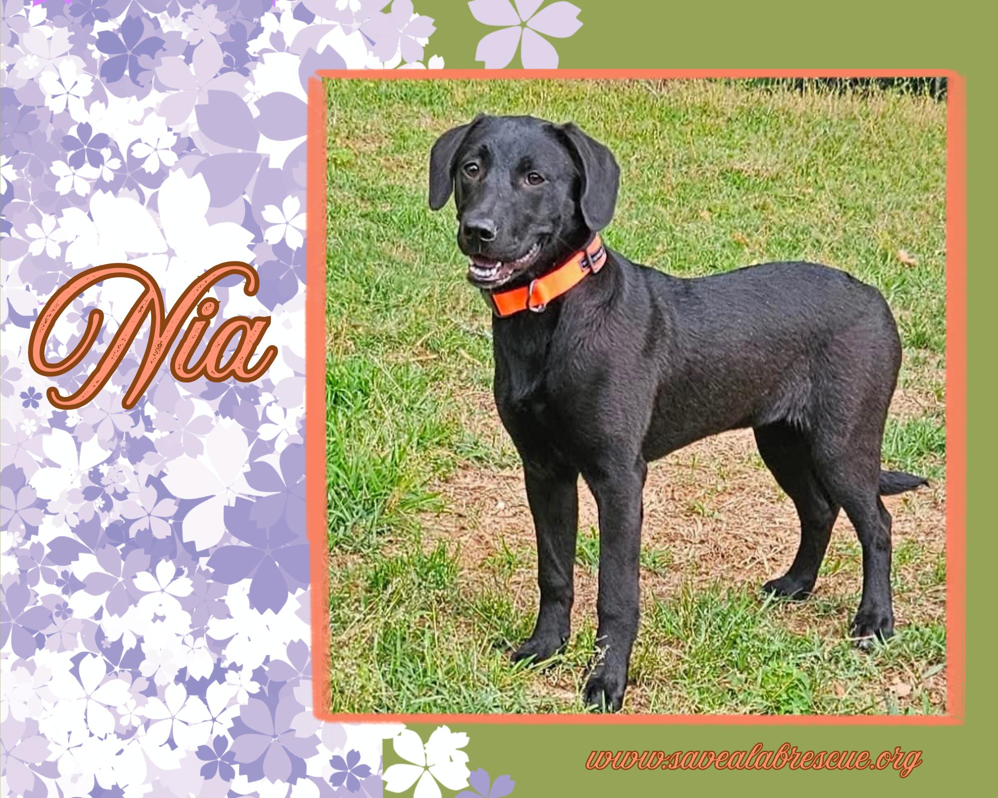 Nia, ADOPTABLE, Puppy Female Labrador Retriever & Black Labrador Retriever.