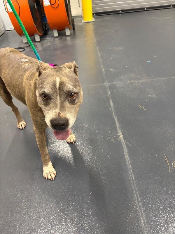 Dirty Dino, Adoptable, Adult Male Pit Bull Terrier.