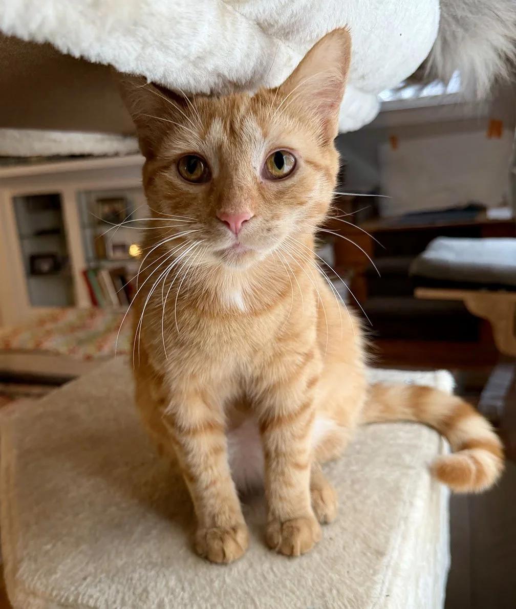 Matilda, Adoptable, Young Female Tabby.