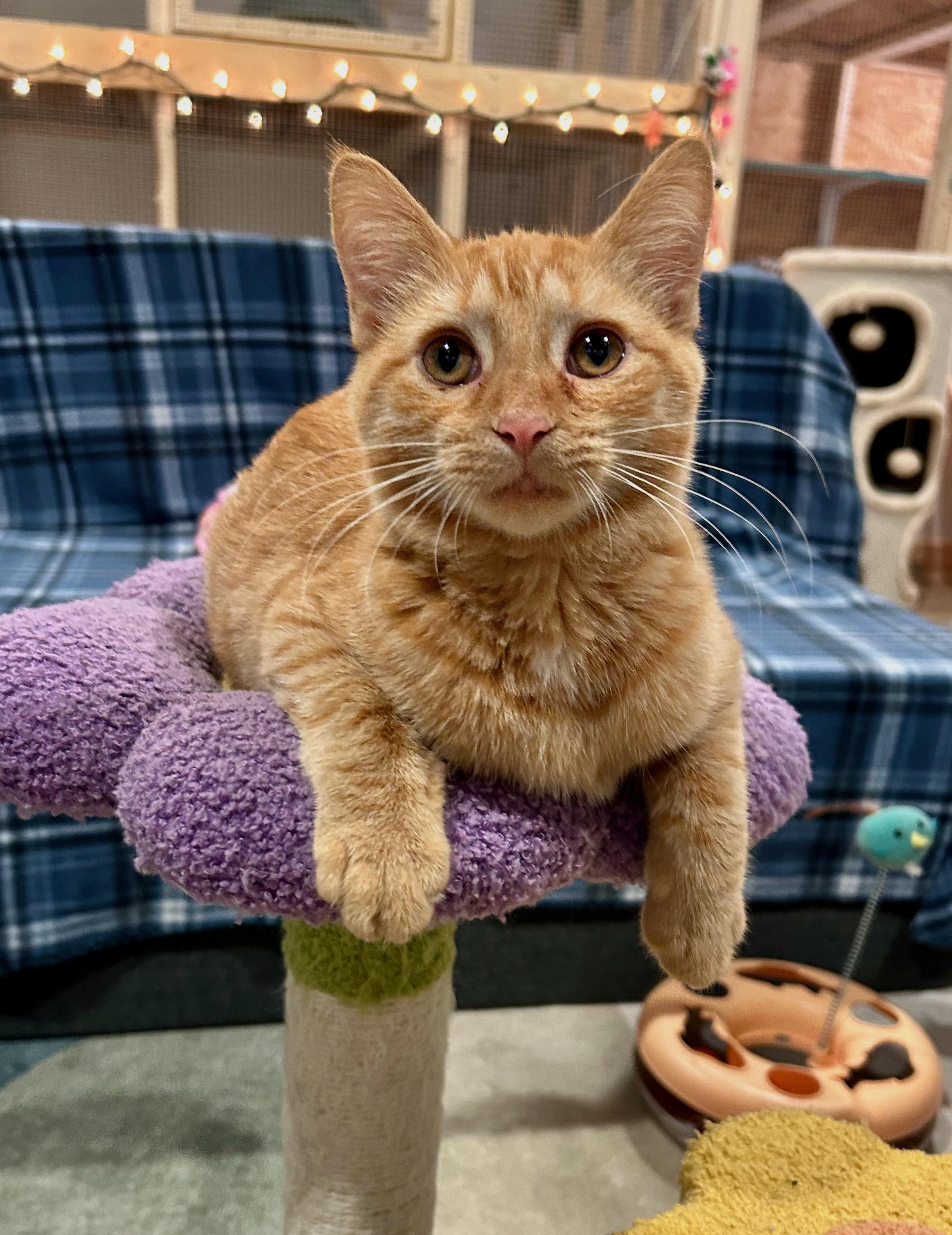 Enlarge Matilda, a Adoptable Tabby in Bowling Green, OH image 1/2